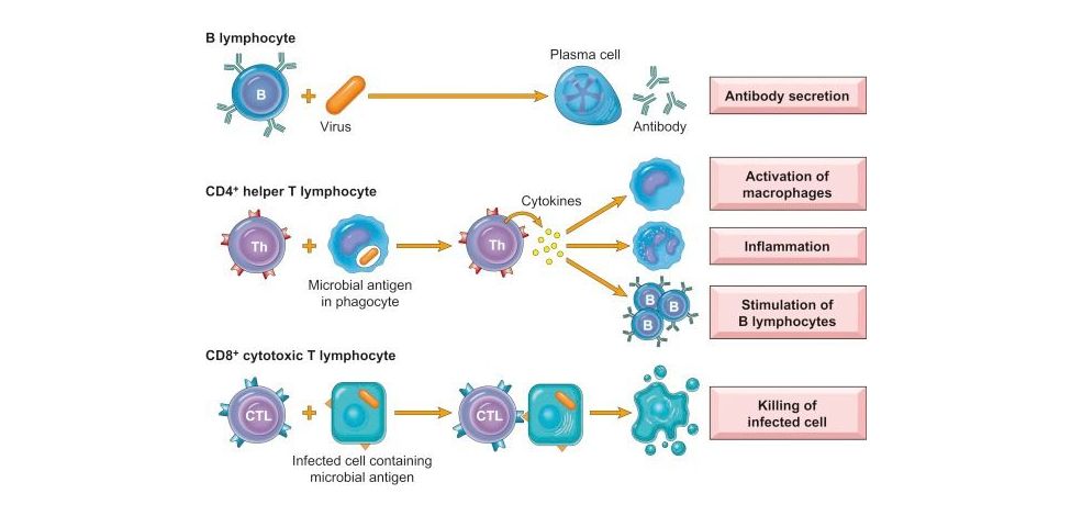 An Overview of Viruses and Anti-viral Immune Support