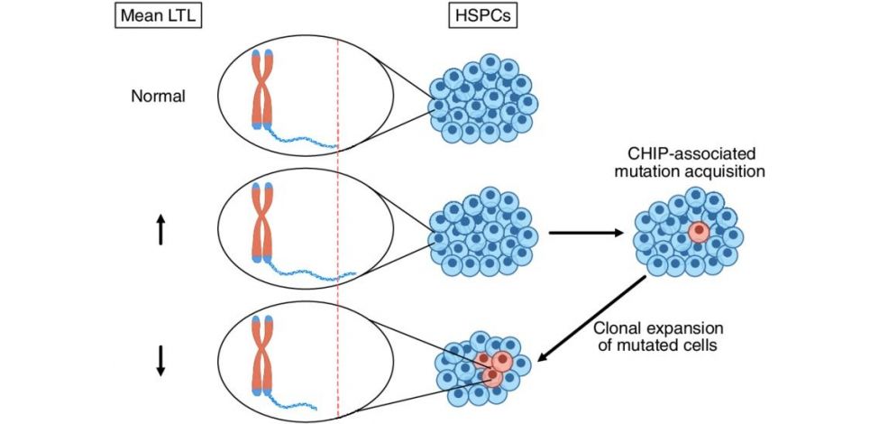THE PARADOX OF THE TELOMERES & THE TELOMERASE ENZYME