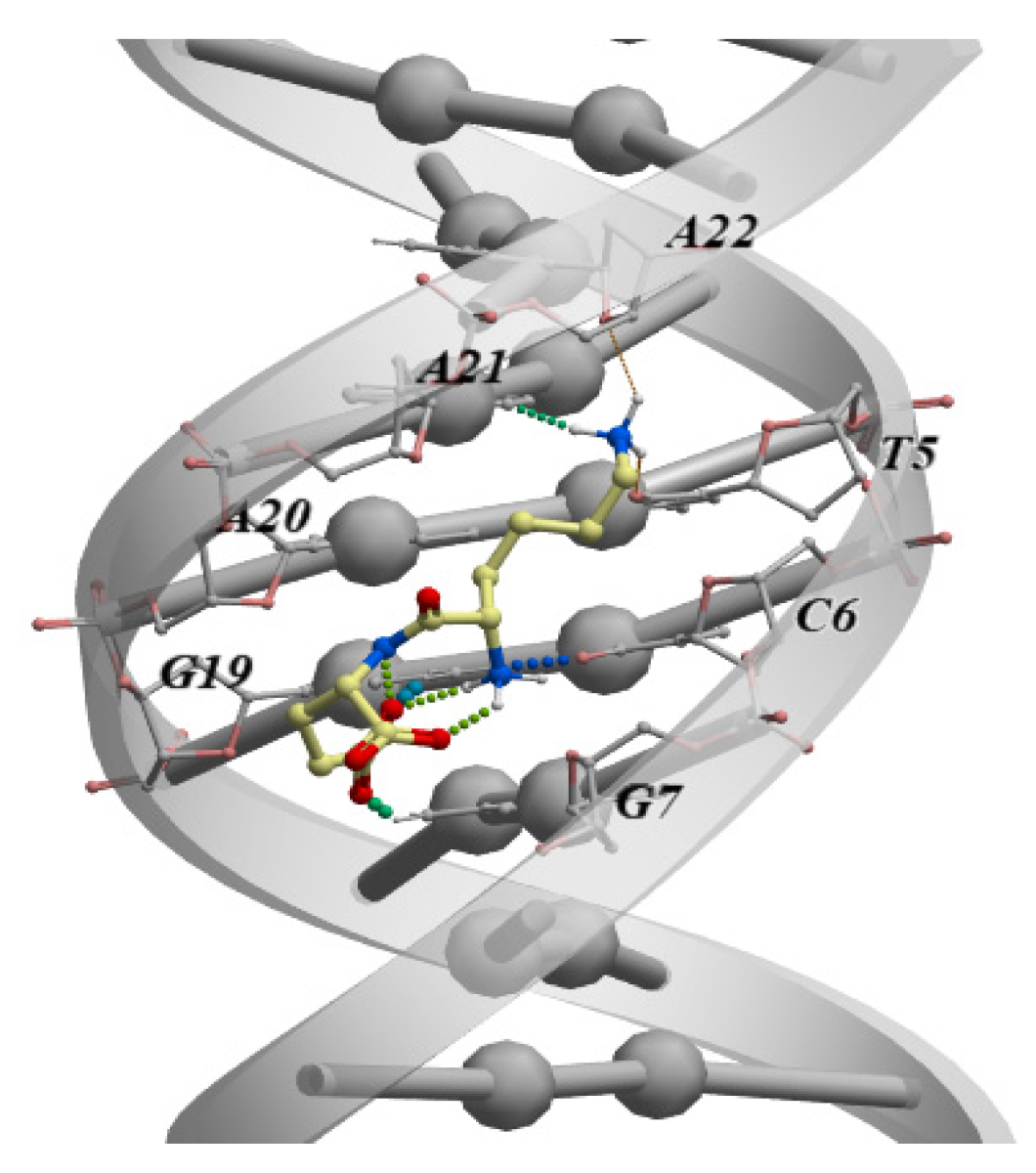 Figure 2. The classical B-shaped binding of the KE dipeptide to the “TCGA” region of the dsDNA. The measurement was performed by molecular modeling and ligand docking using the ICM-Pro software (Molsoft LLC, San Diego, CA, USA)