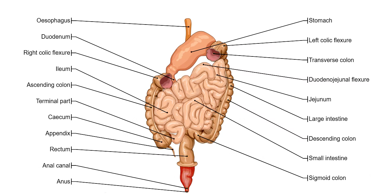 Diagram of the gastrointestinal tract